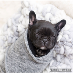 ~ French bulldog Fan Group ~