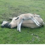 ~Los ####### de los caballos~