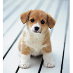 #Cute Dogs