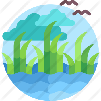 The Swamp!  🌱🌺