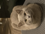 Bett_Says_Hai