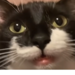 ########## hate zoophiles