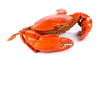 Crab Hangout