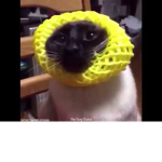 cat with yellow thing on head
