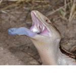 The Mammal Mobsters