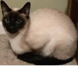 Mango da cat hangout, The favorite