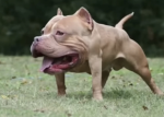 wA dA dOg dOiN