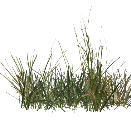 Grass