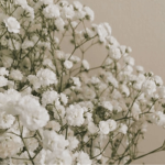 •Group•Flower~