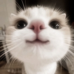 Cute cat groupe