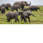 Elephants are amazingly cool