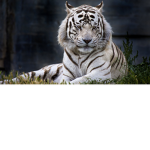 White Tiger Hotel