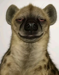 Dupasrka
