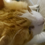 the cats groupp
