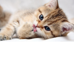Kitten/Cat Nation