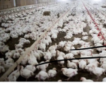 United of the chickens