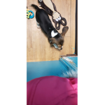 DOG SQUAD XP