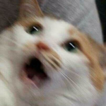 concerned cat studios