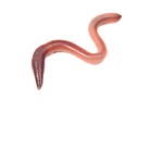 The Worm Society