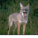cyote clan