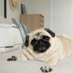 Pugs&Dogs group 2