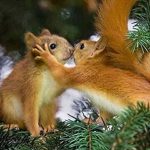 aves squirrels