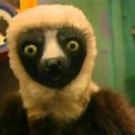 Zoboomafoo Group