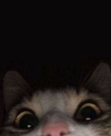 AM3L1A'S hangout