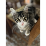Cotito the cat yt