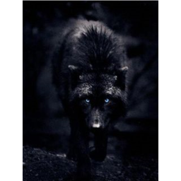 Gangsta Wolves's Hangout
