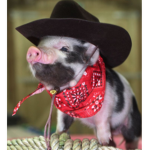 *~*Positive Piggies*~*