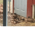 The Cool Ducky gaming group