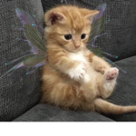 Thecats0710