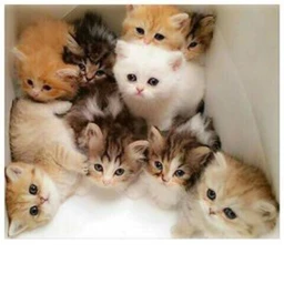 cat meow meow ;3  meow :3  cat cute icon