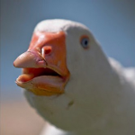 Subscribe to Dolan Dark