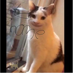 Cat Home!