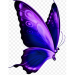 Aubray's butterfly Army