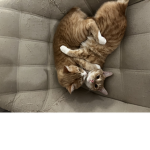 The VIP kitten's