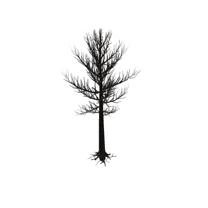 Tree Without Leaves