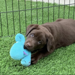 The best pup in the world
