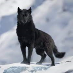 Da Rainbow wolf club