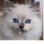 Cat ##### squad
