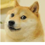 Doge only club!!!!