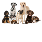 The Ultimate Dog Squad!!