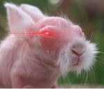 The Cult of the Bunny