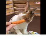 Bunny squad boi