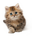 cat picture
