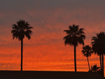 West Coast Dwellers