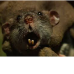 RAT SQUAD THE BEST BEAT THE BARBIE