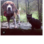 Beagle and black cat group.